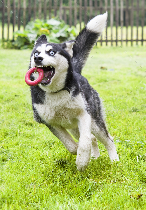 siberian husky puppy play Stock Photo by perutskyy PhotoDune